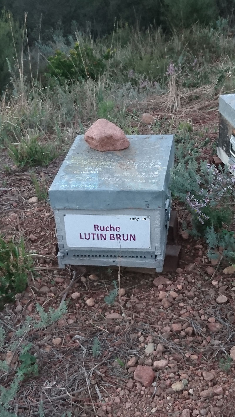 La ruche Lutin brun