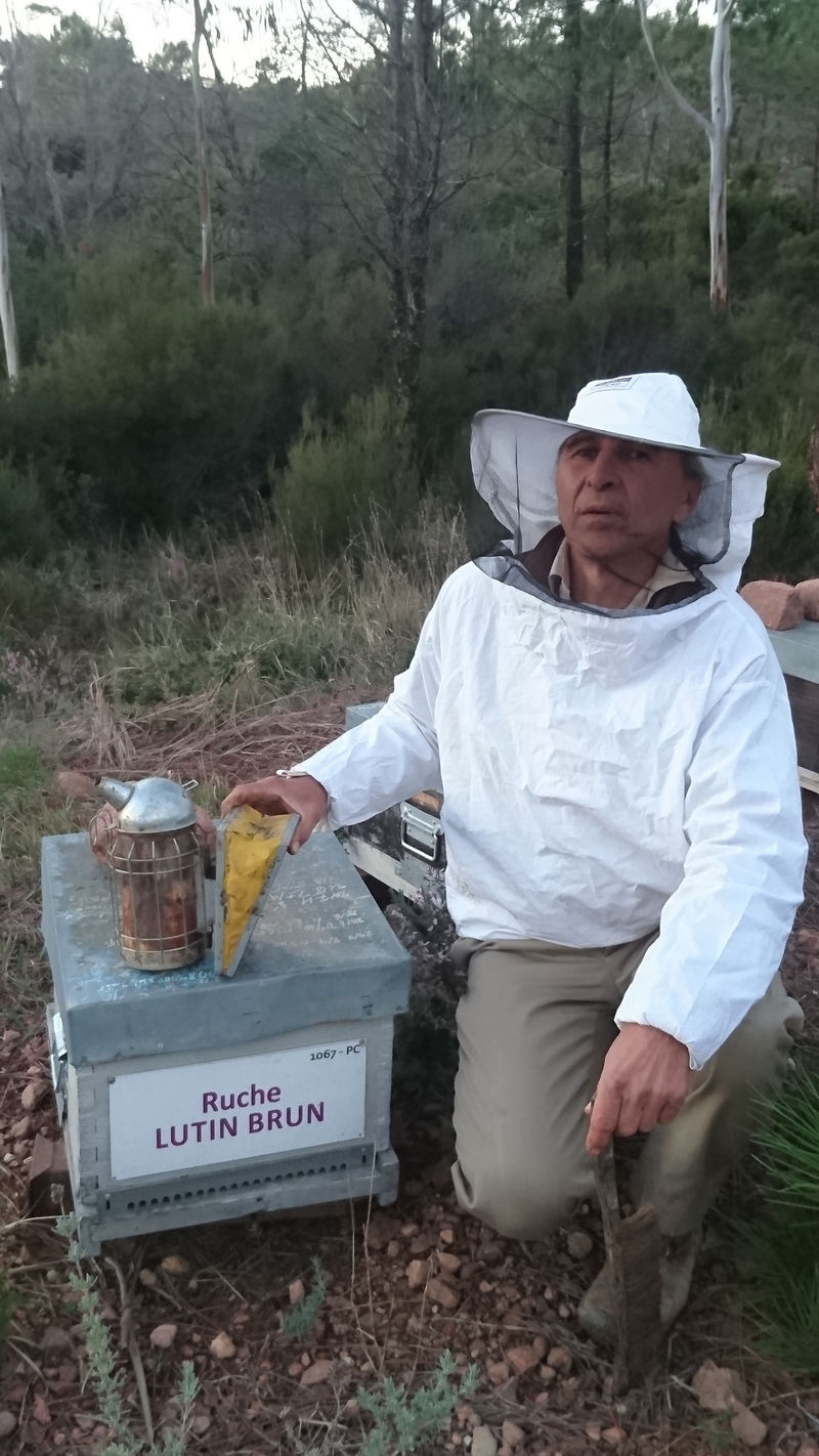 La ruche Lutin brun