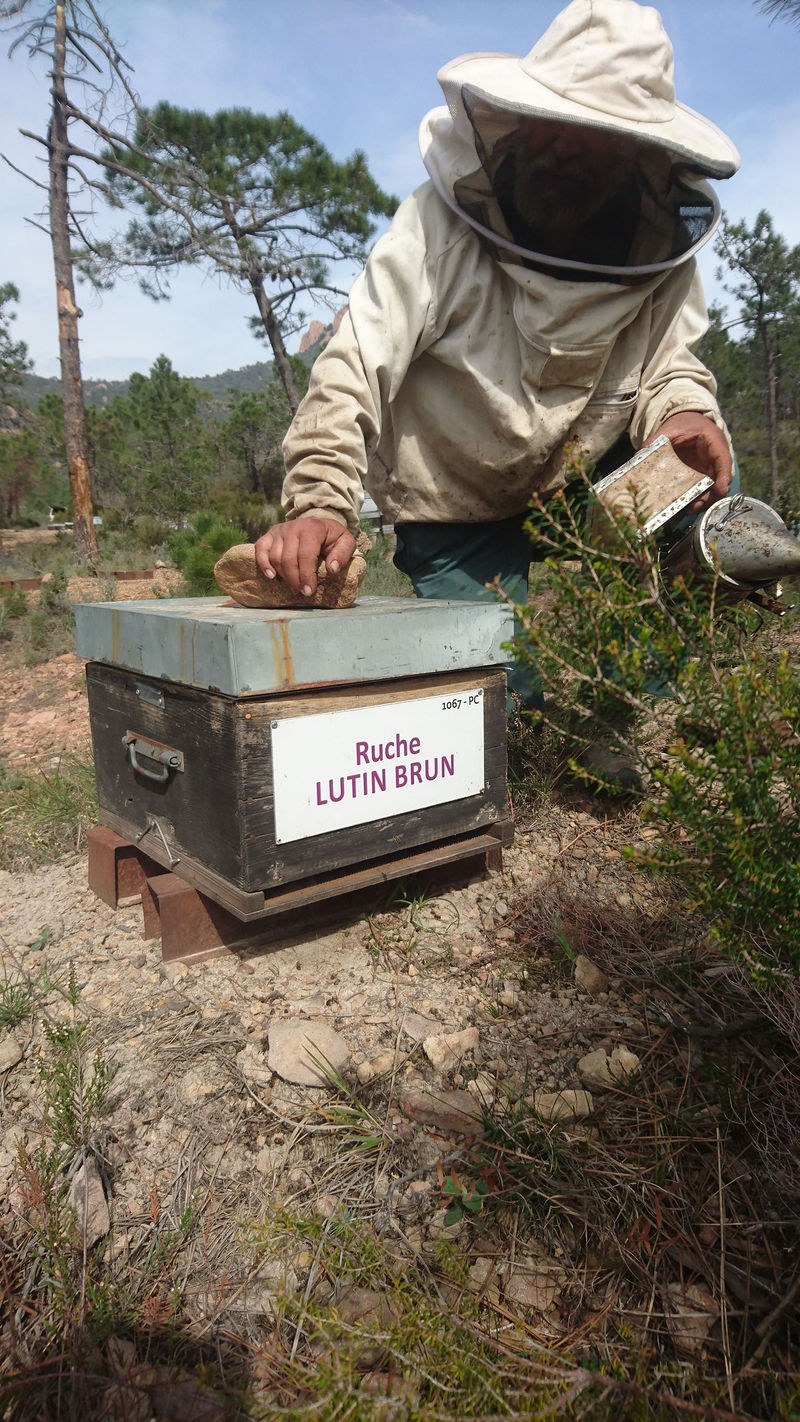 La ruche Lutin brun