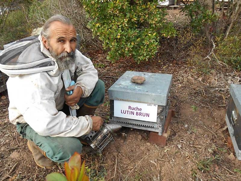 La ruche Lutin brun
