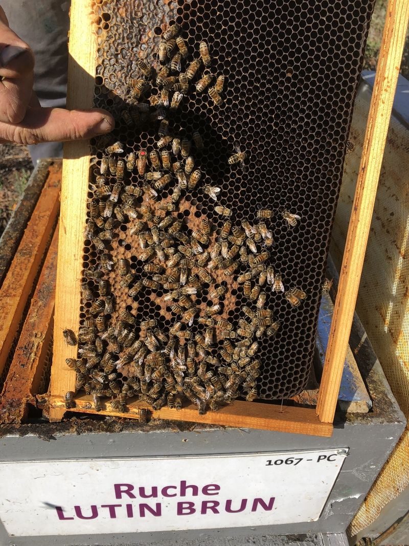 La ruche Lutin brun