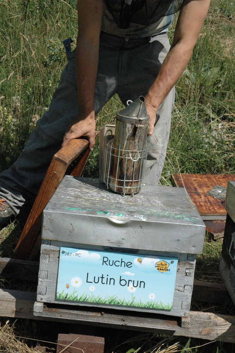 La ruche Lutin brun