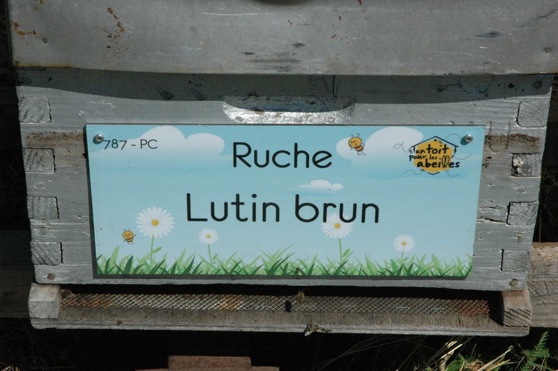 La ruche Lutin brun