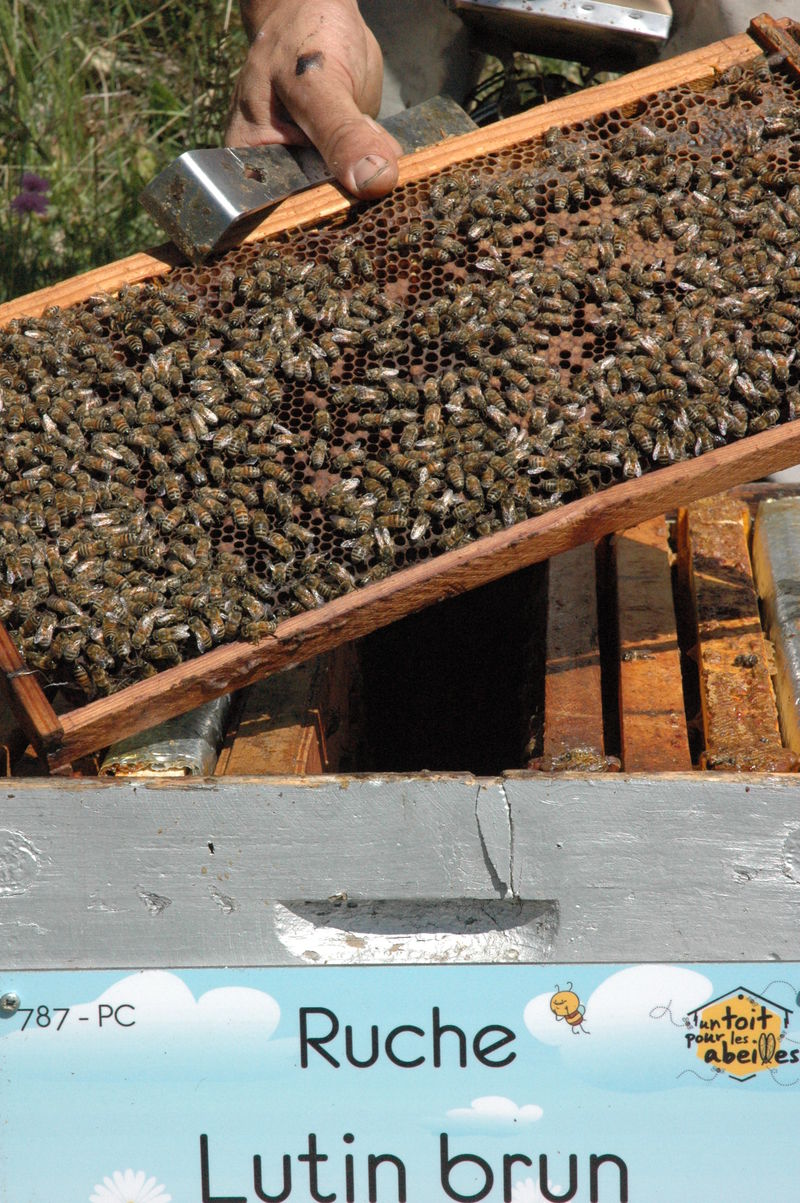 La ruche Lutin brun