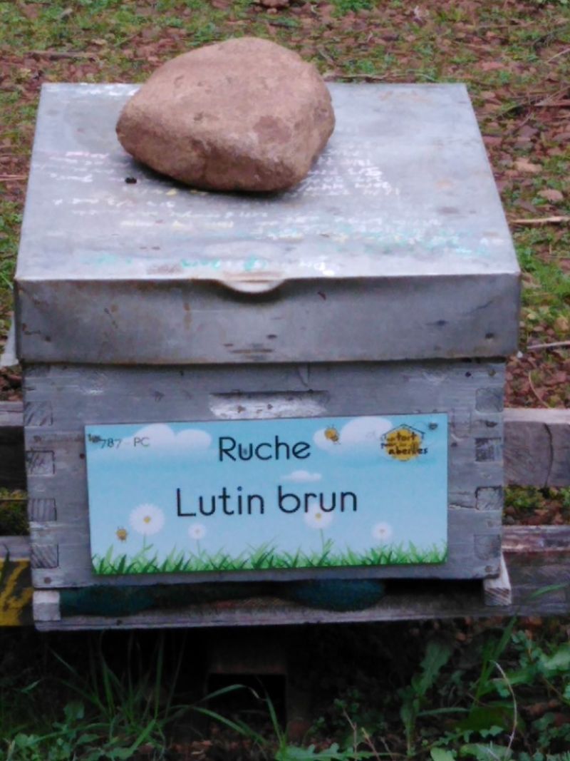 La ruche Lutin brun