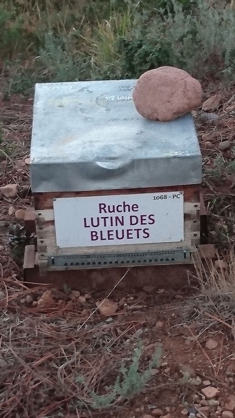 La ruche Lutin des bleuets