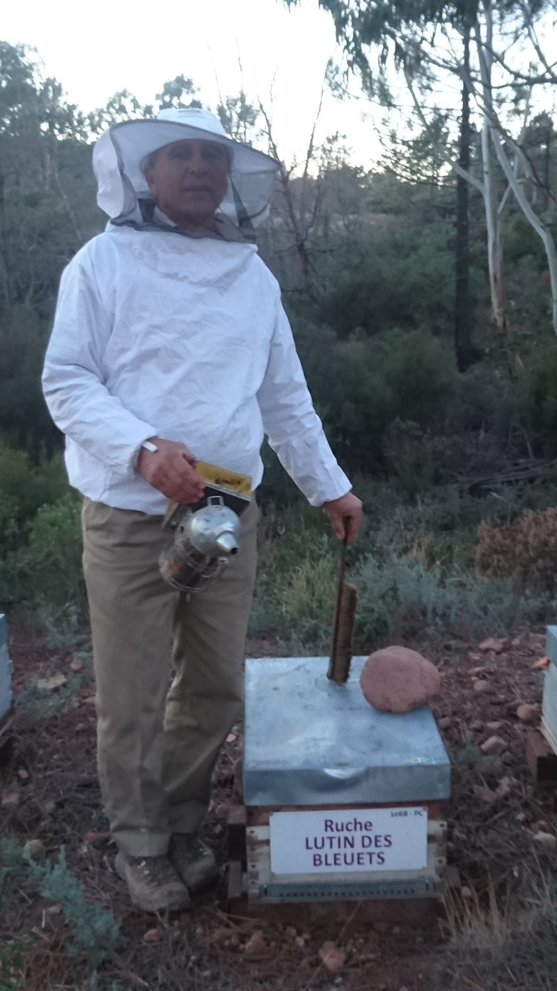 La ruche Lutin des bleuets