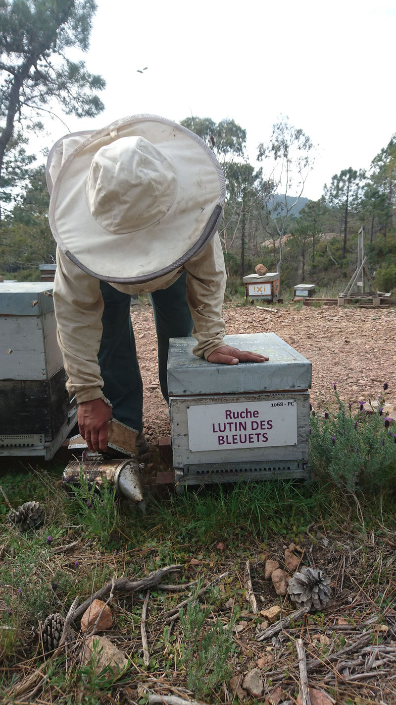 La ruche Lutin des bleuets