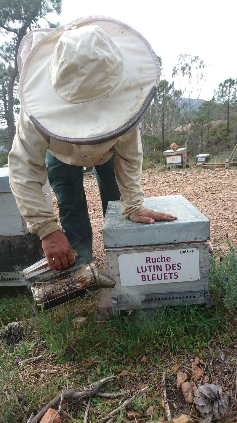 La ruche Lutin des bleuets