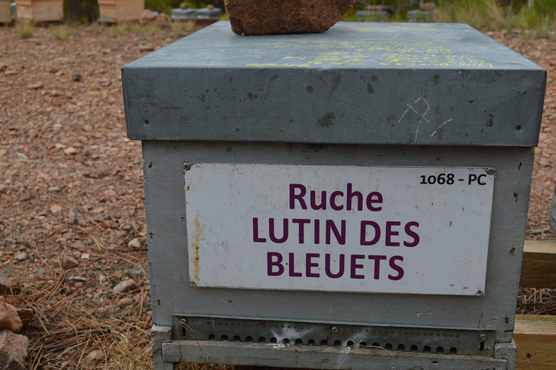 La ruche Lutin des bleuets