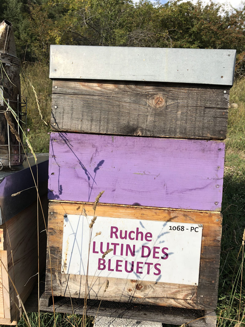 La ruche Lutin des bleuets