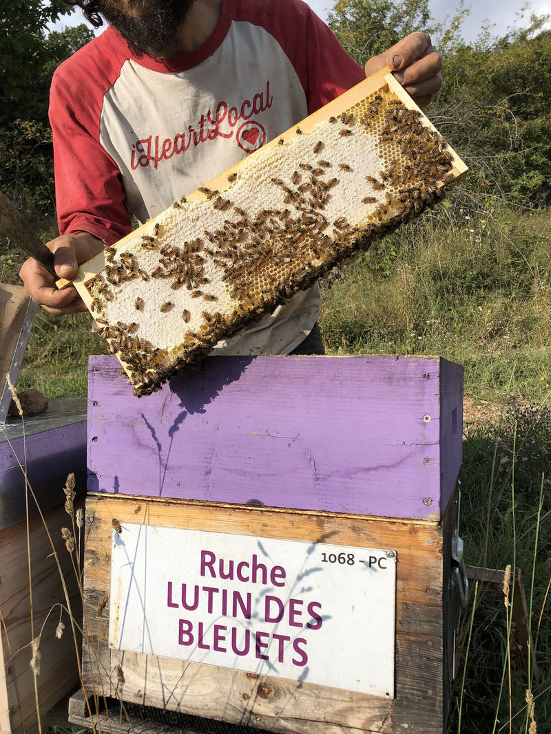 La ruche Lutin des bleuets