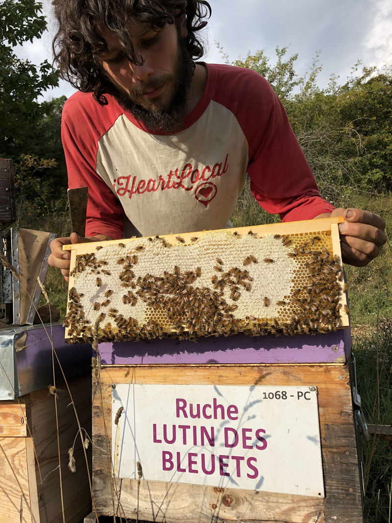 La ruche Lutin des bleuets