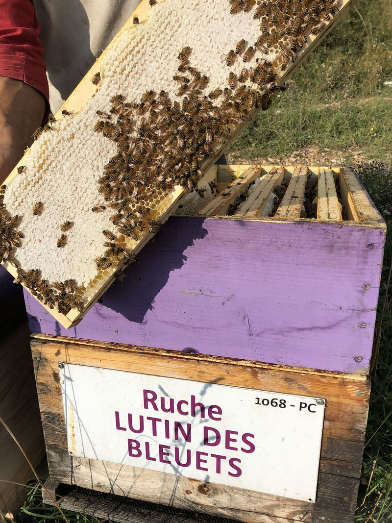 La ruche Lutin des bleuets