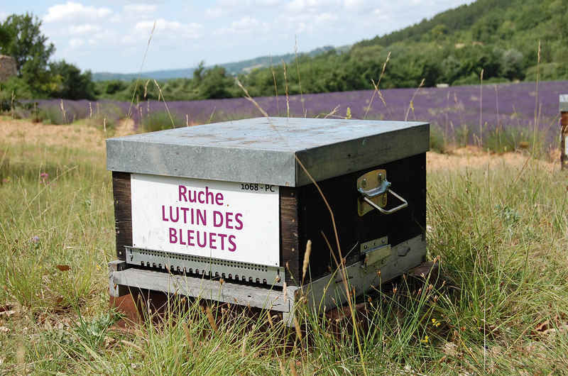 La ruche Lutin des bleuets