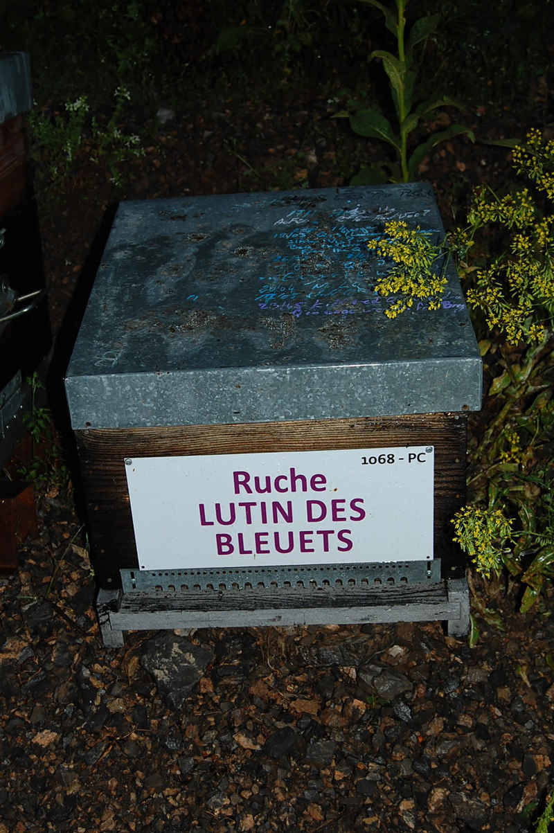 La ruche Lutin des bleuets