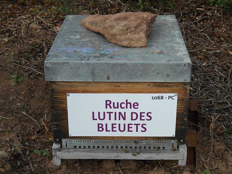 La ruche Lutin des bleuets