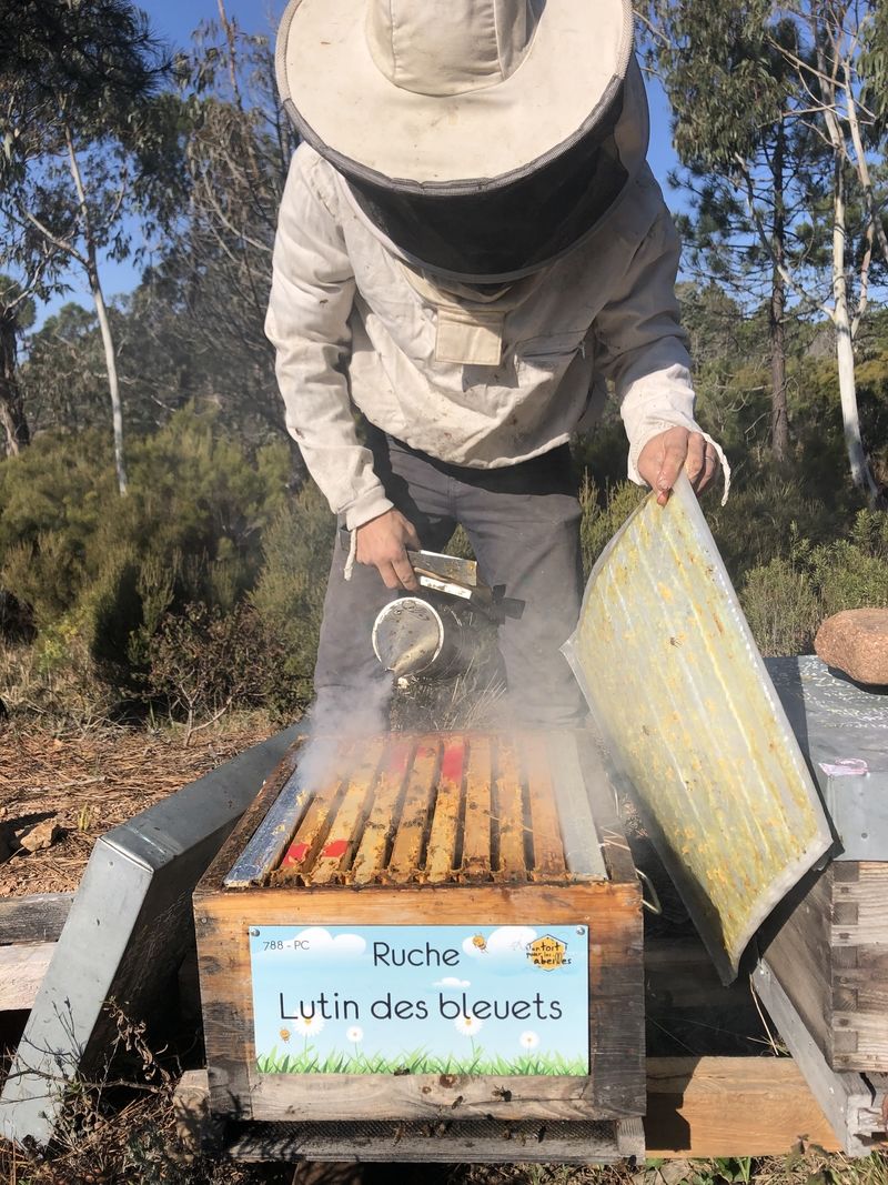 La ruche Lutin des bleuets