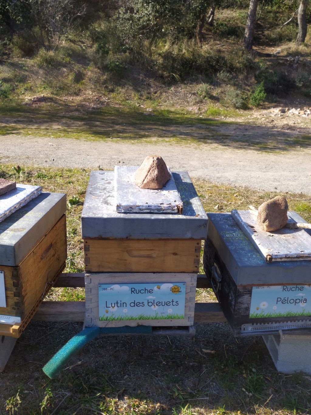 La ruche Lutin des bleuets