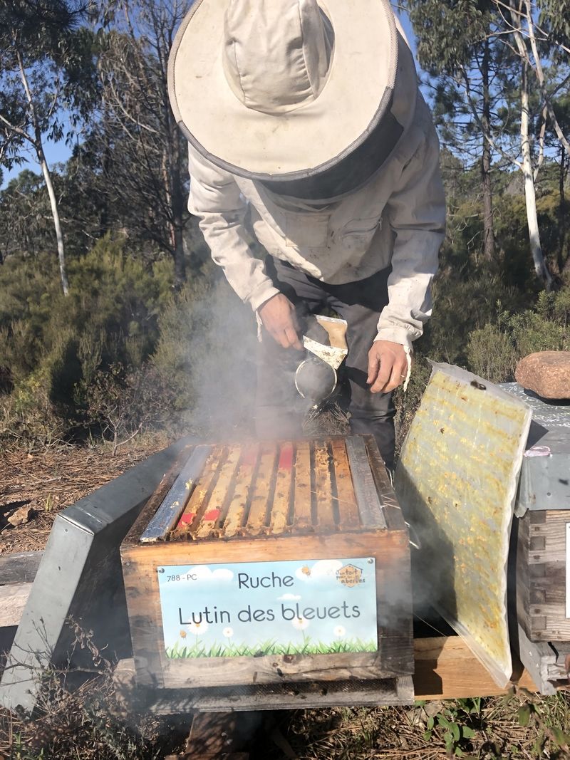 La ruche Lutin des bleuets