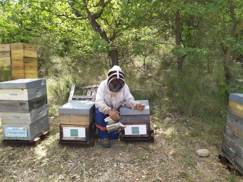 La ruche Lutin des bleuets