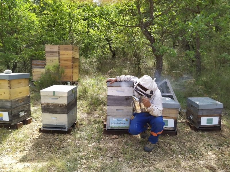 La ruche Lutin des bleuets