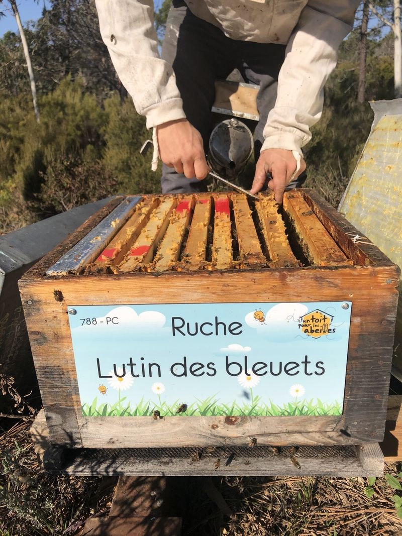 La ruche Lutin des bleuets