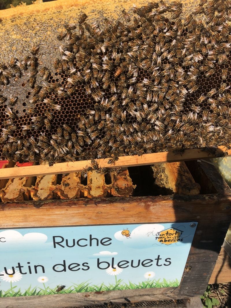 La ruche Lutin des bleuets