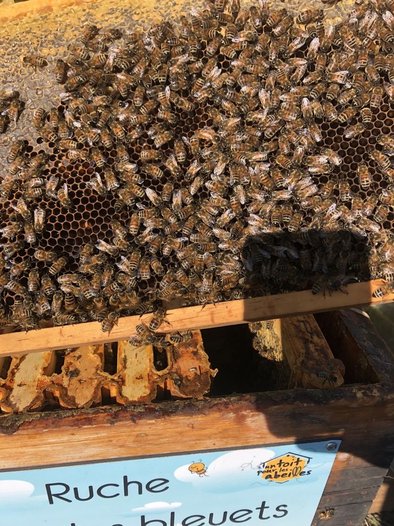 La ruche Lutin des bleuets