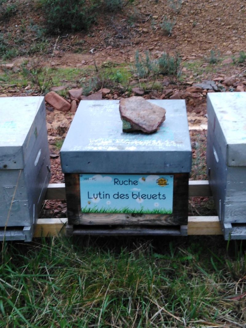 La ruche Lutin des bleuets
