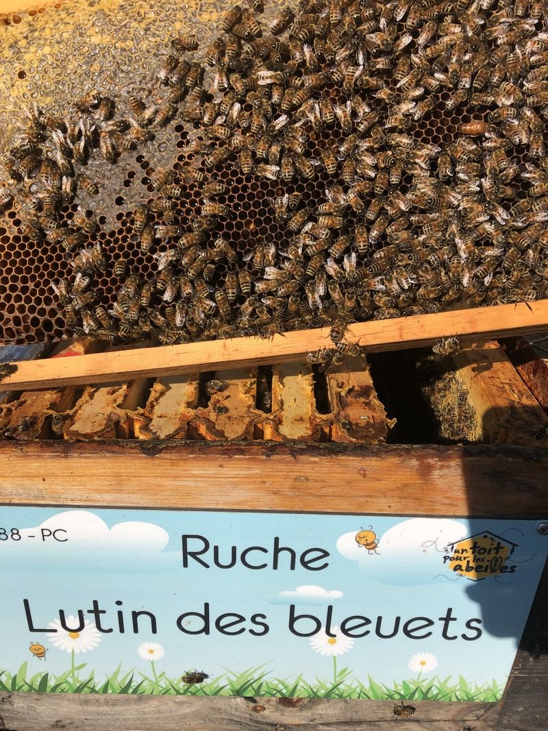 La ruche Lutin des bleuets