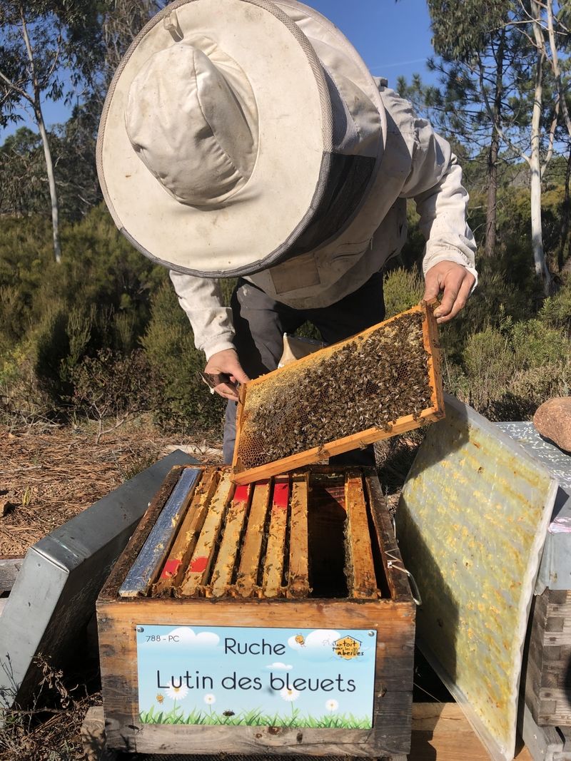 La ruche Lutin des bleuets