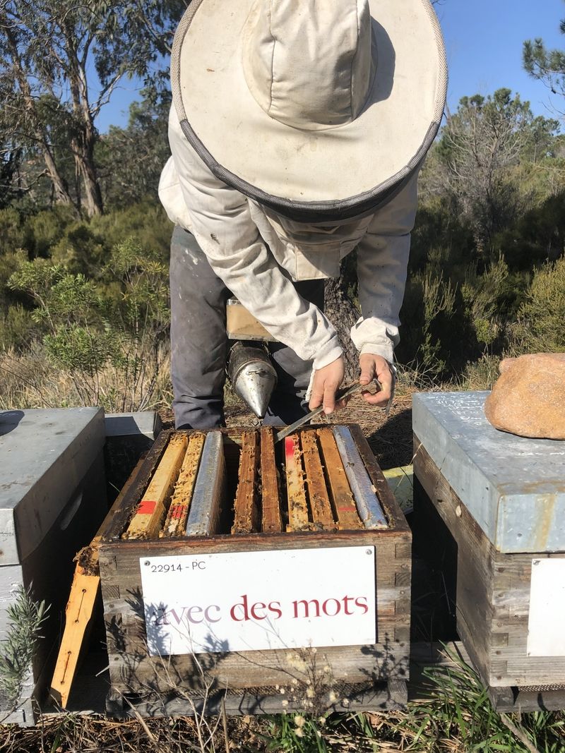 La ruche Lutin des bleuets