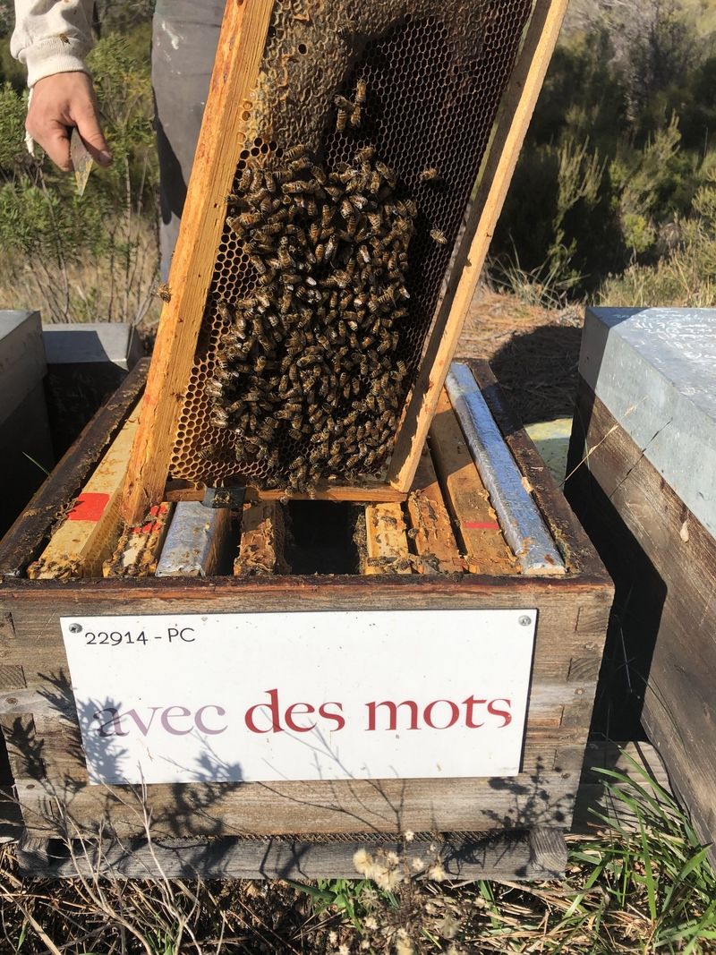 La ruche Lutin des bleuets