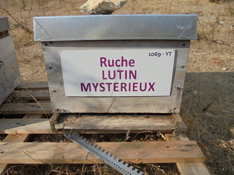 La ruche Lutin mysterieux
