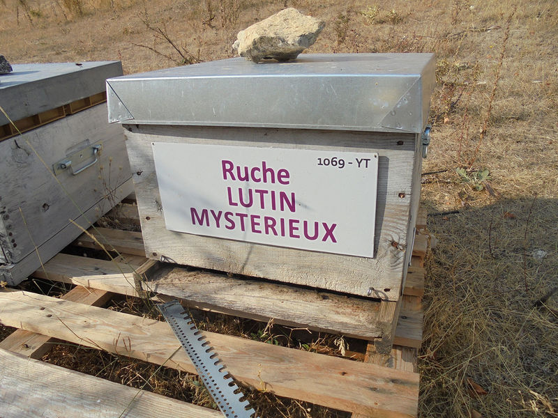 La ruche Lutin mysterieux