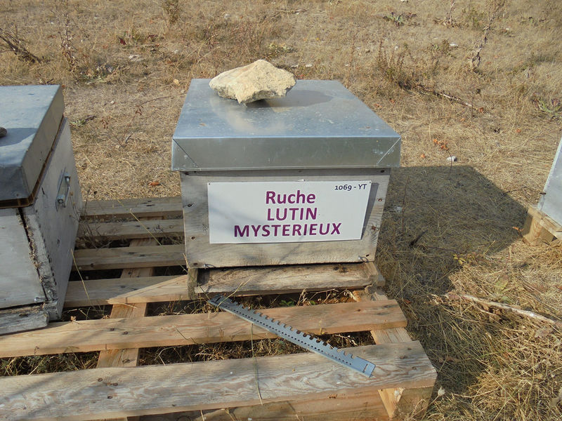 La ruche Lutin mysterieux