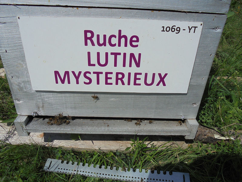 La ruche Lutin mysterieux