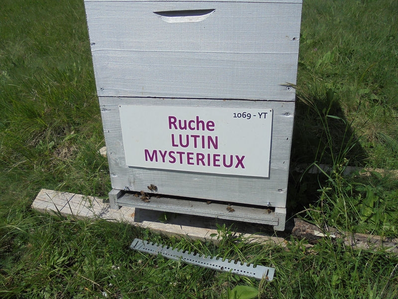 La ruche Lutin mysterieux