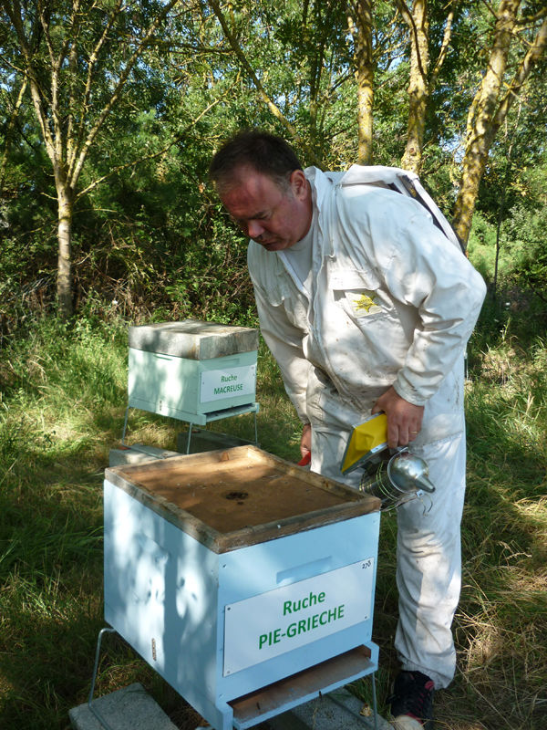 La ruche Lutin mysterieux
