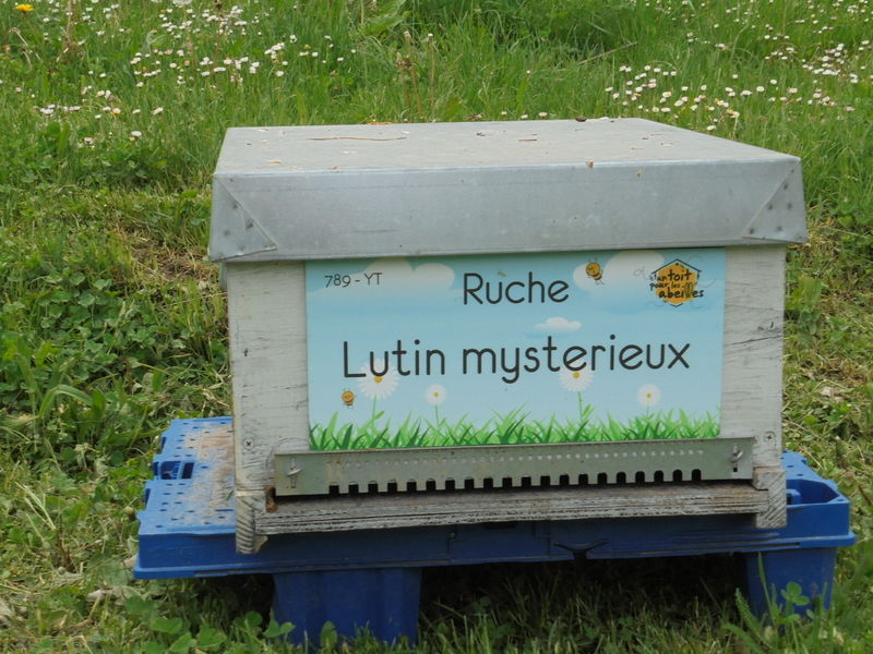 La ruche Lutin mysterieux
