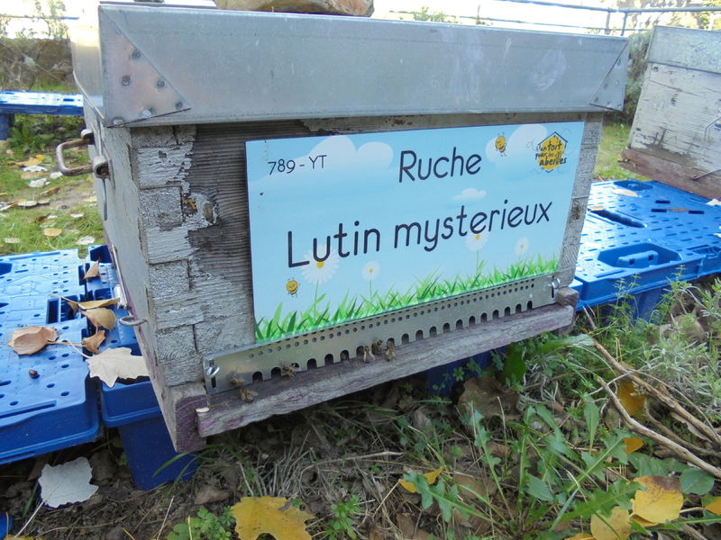 La ruche Lutin mysterieux