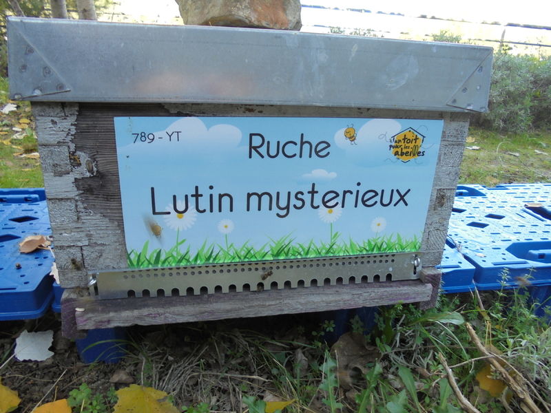 La ruche Lutin mysterieux