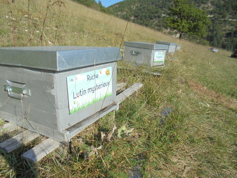 La ruche Lutin mysterieux