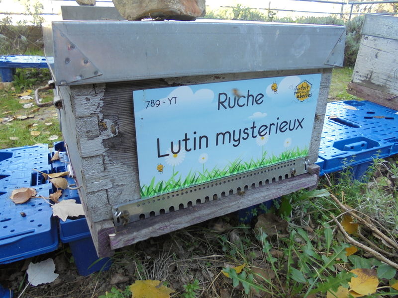 La ruche Lutin mysterieux
