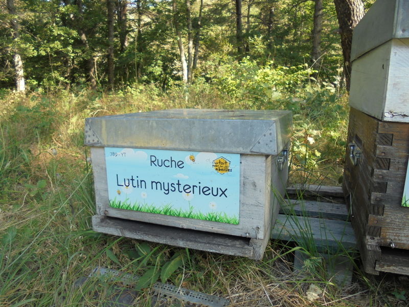 La ruche Lutin mysterieux