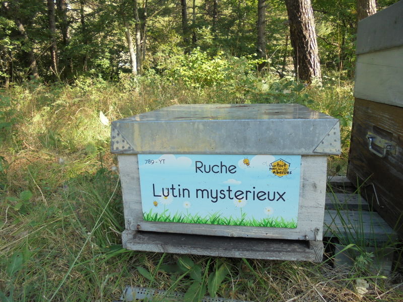 La ruche Lutin mysterieux