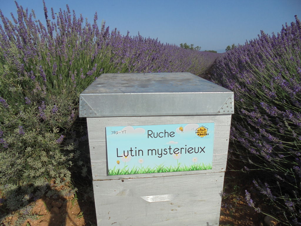 La ruche Lutin mysterieux