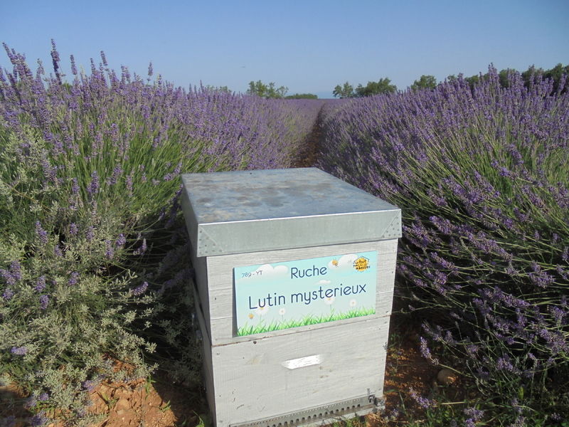 La ruche Lutin mysterieux