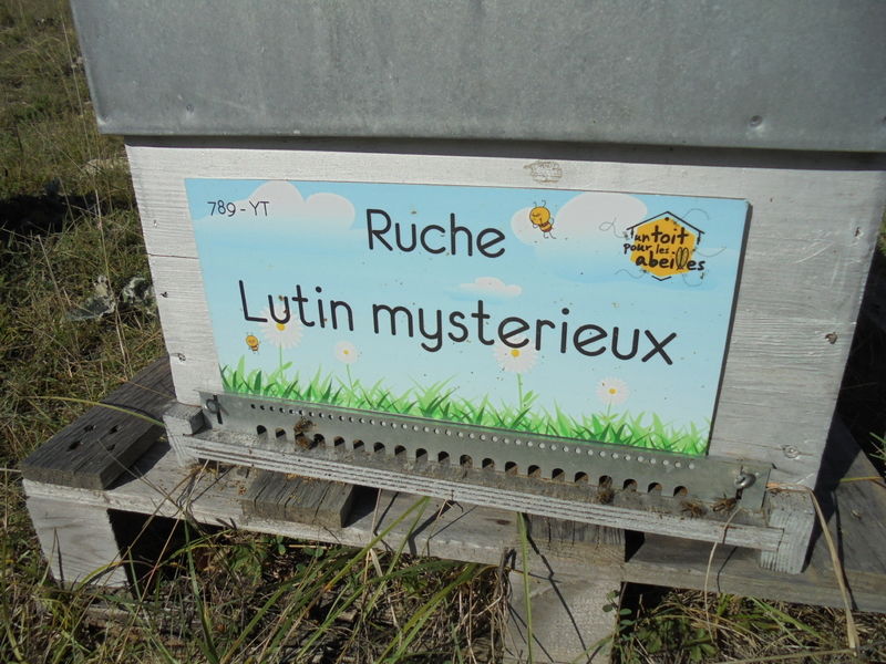 La ruche Lutin mysterieux